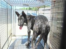 Black female mixed-breed dog, Medium, shelter no. …0002