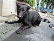 Black adult male mixed-breed dog, Large, shelter no. …1174