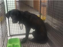 Black adult female mixed-breed dog, Medium, shelter no. …5D06