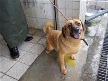 Perro mestizo macho adulto (canela), Mediano, refugio n.º …1029