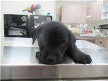 黑色青年母混種犬，小型, 收容編號 …8002