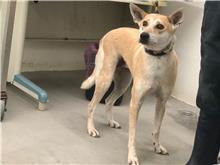 Tan-and-white adult female mixed-breed dog, Medium, shelter no. …1502