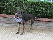 Black adult male mixed-breed dog, Medium, shelter no. …1504
