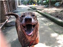 Tabby adult male mixed-breed dog, Large, shelter no. …2108
