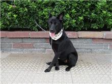 Perra mestiza hembra adulta (negro), Mediano, refugio n.º …4268