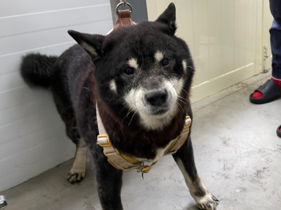 Black-and-white adult male Shiba Inu, Medium, shelter no. …1503