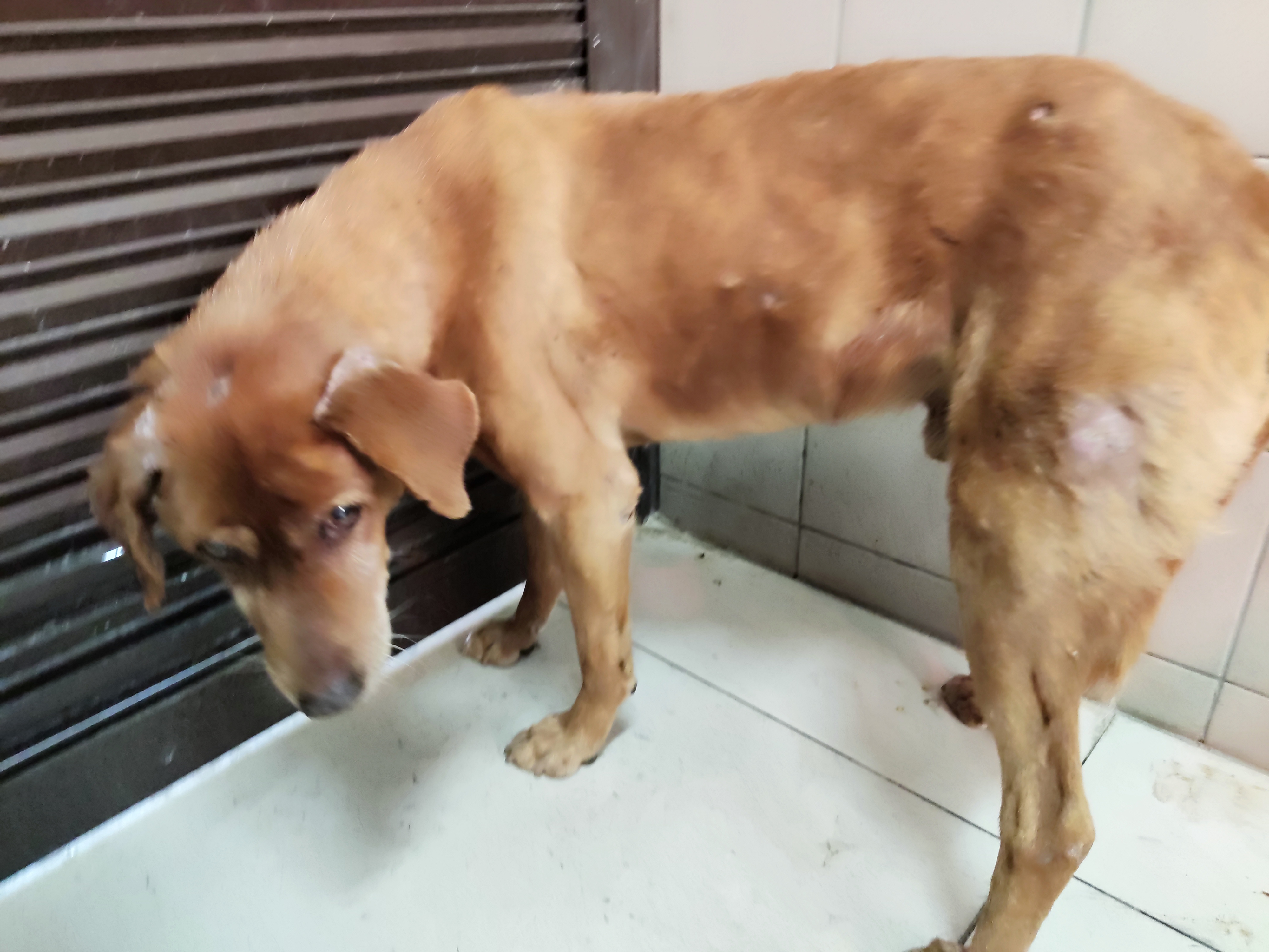 ミックス犬(オス・成犬・茶)、大型, 施設番号 …0224