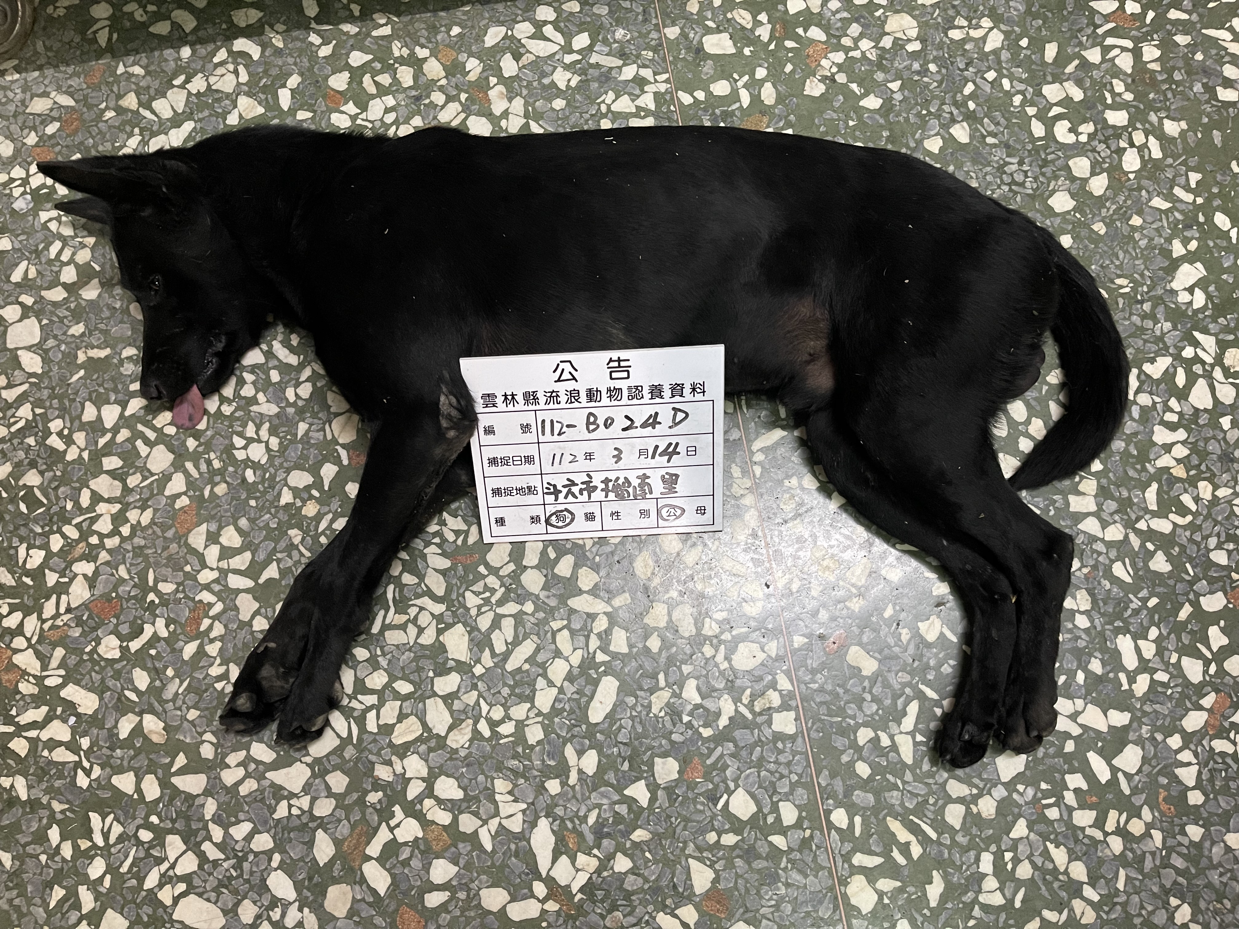 Chien croisé mâle adulte (noir), Grand, refuge n° …024D