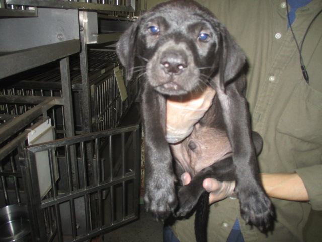 Chien croisé mâle jeune (noir), Petit, refuge n° …6002