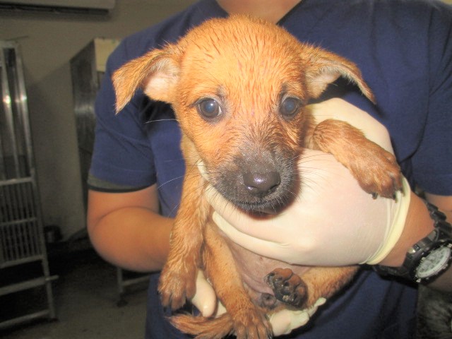 Tan young male mixed-breed dog, Small, shelter no. …6008