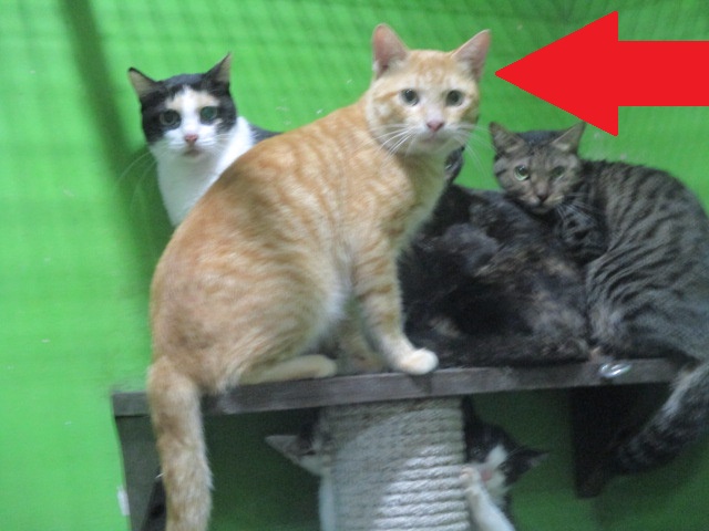 Orange adult male mixed-breed cat, Large, shelter no. …C1-2