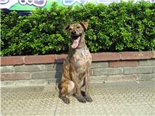Perro mestizo macho adulto (canela y atigrado), Mediano, refugio n.º …7660