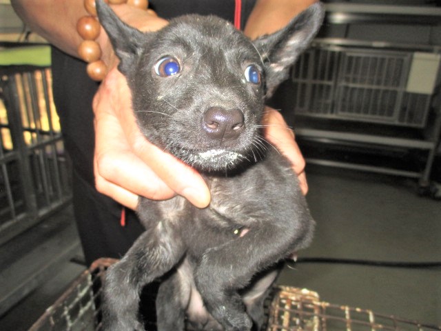 Black young male mixed-breed dog, Small, shelter no. …1005