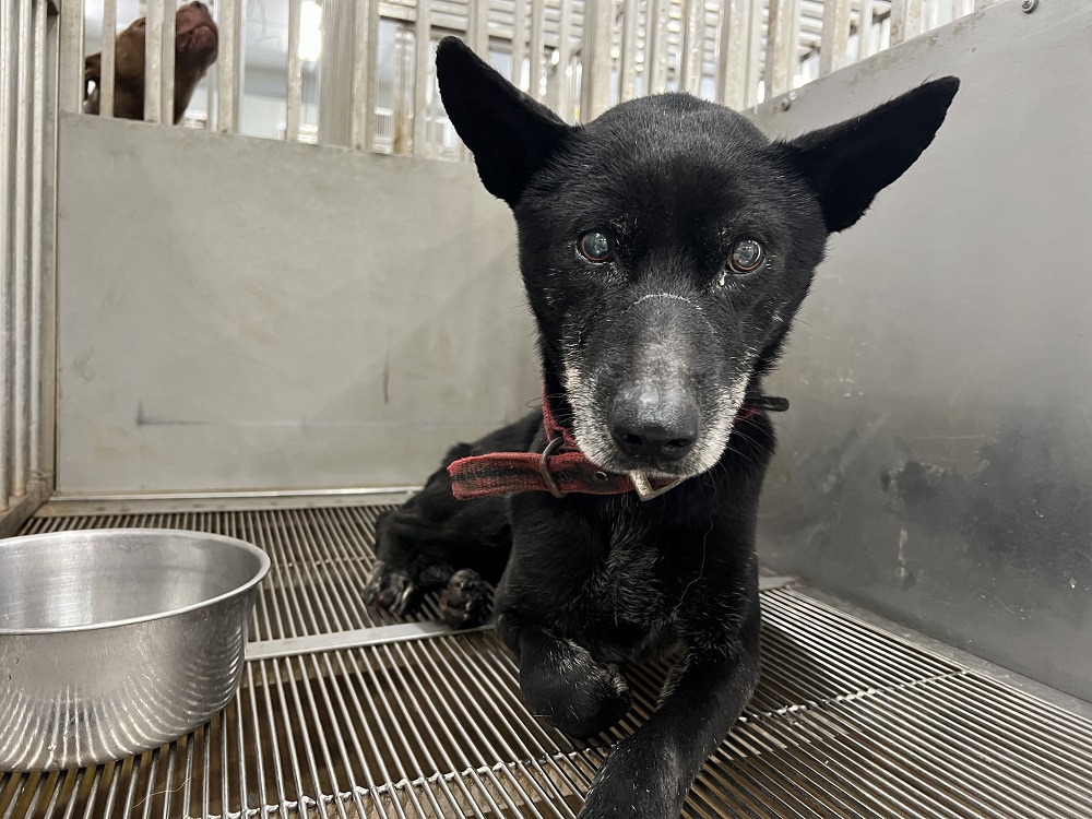 ミックス犬(オス・成犬・黒)、中型, 施設番号 …4001
