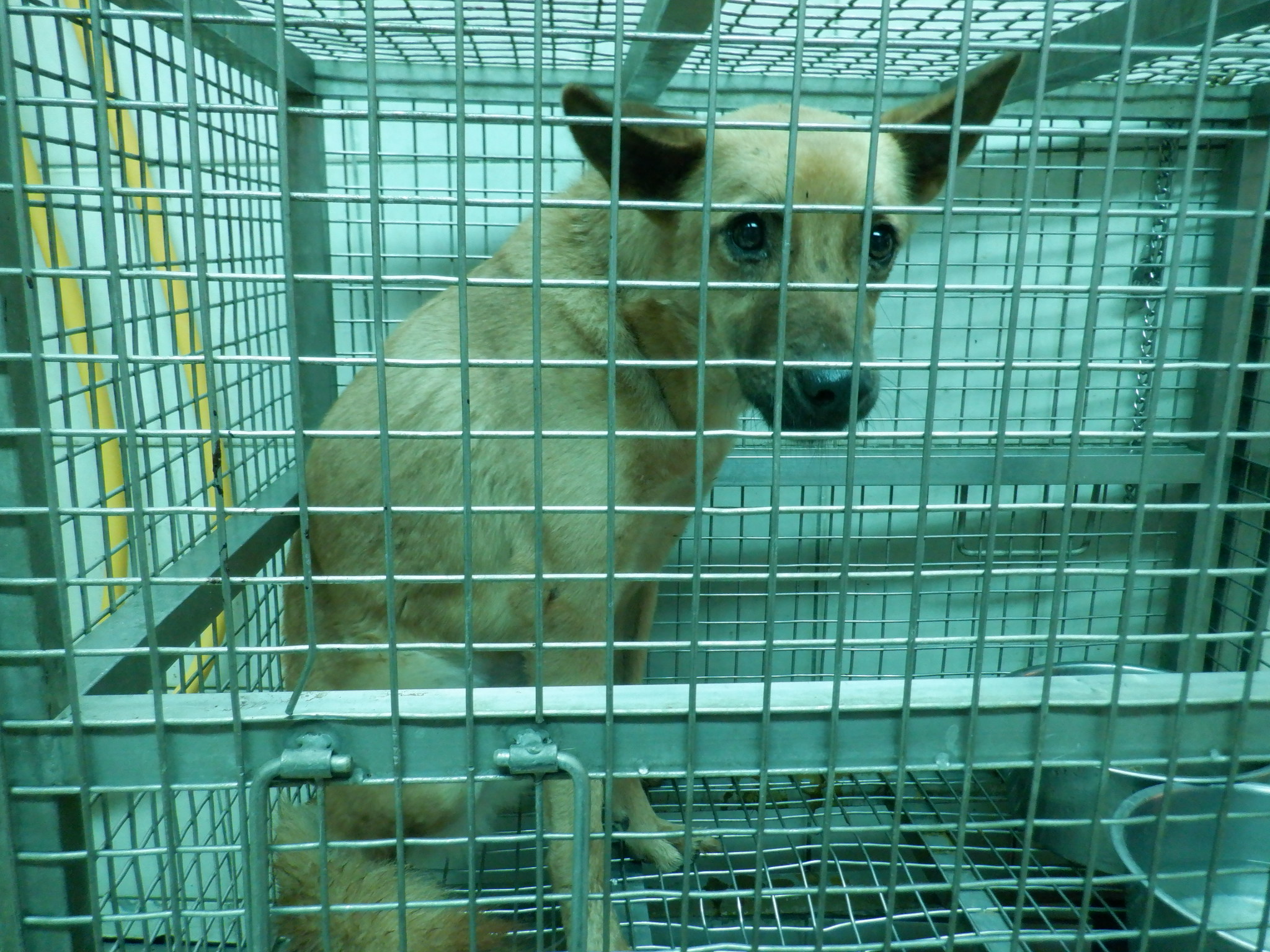 ミックス犬(メス・成犬・茶)、中型, 施設番号 …3558