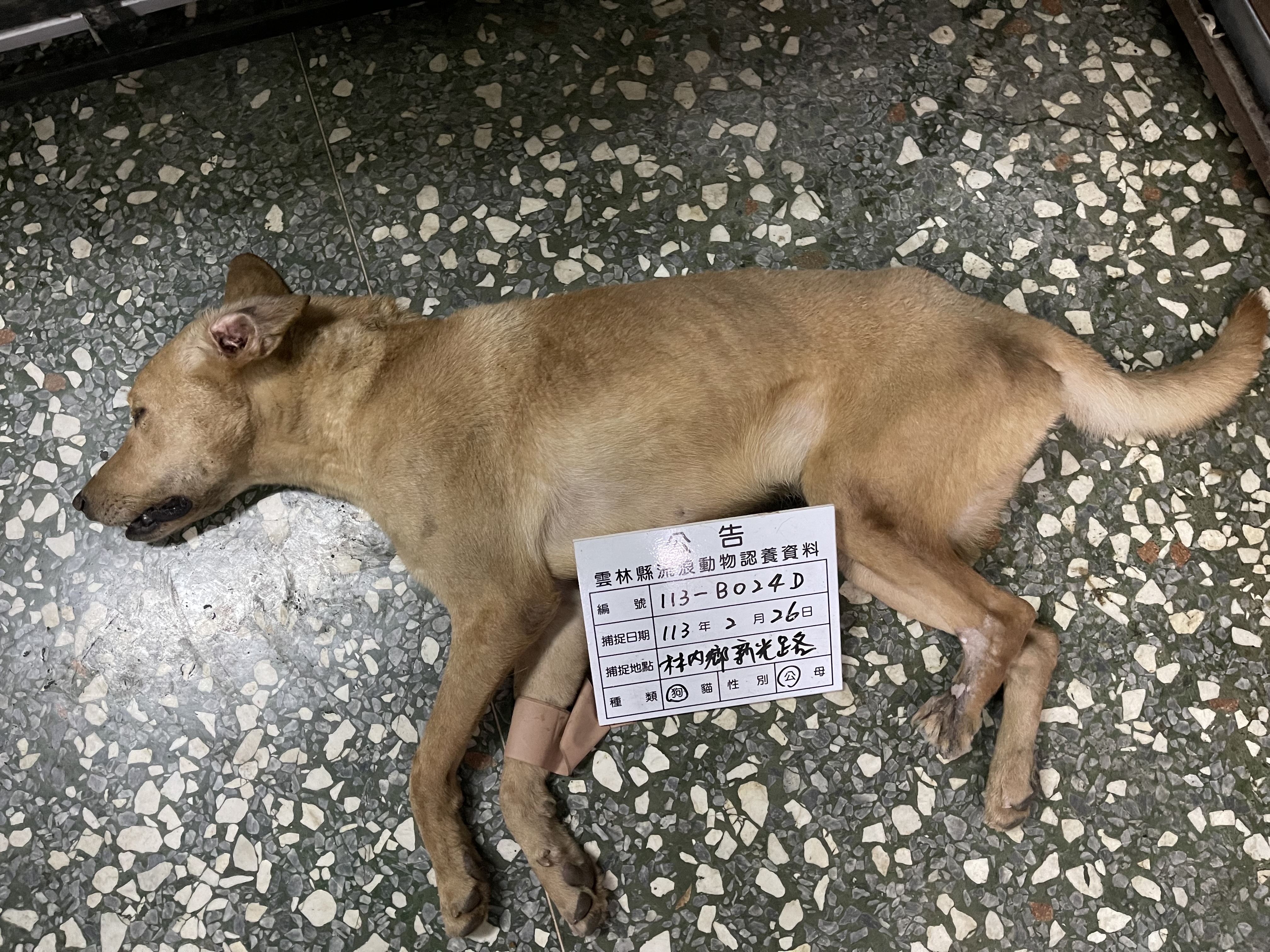Tan adult male mixed-breed dog, Large, shelter no. …024D