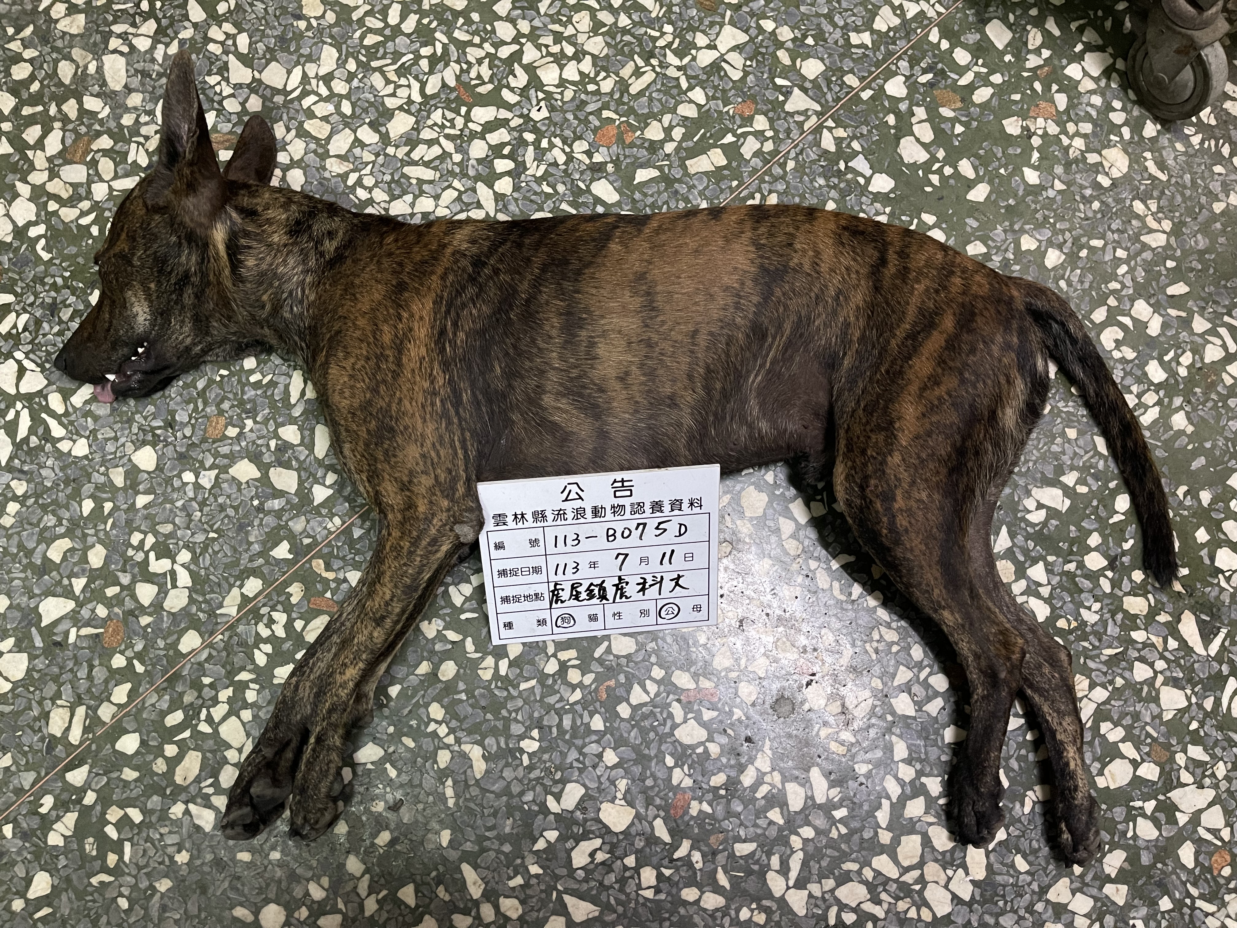 Chien croisé mâle adulte (tigré), Grand, refuge n° …075D