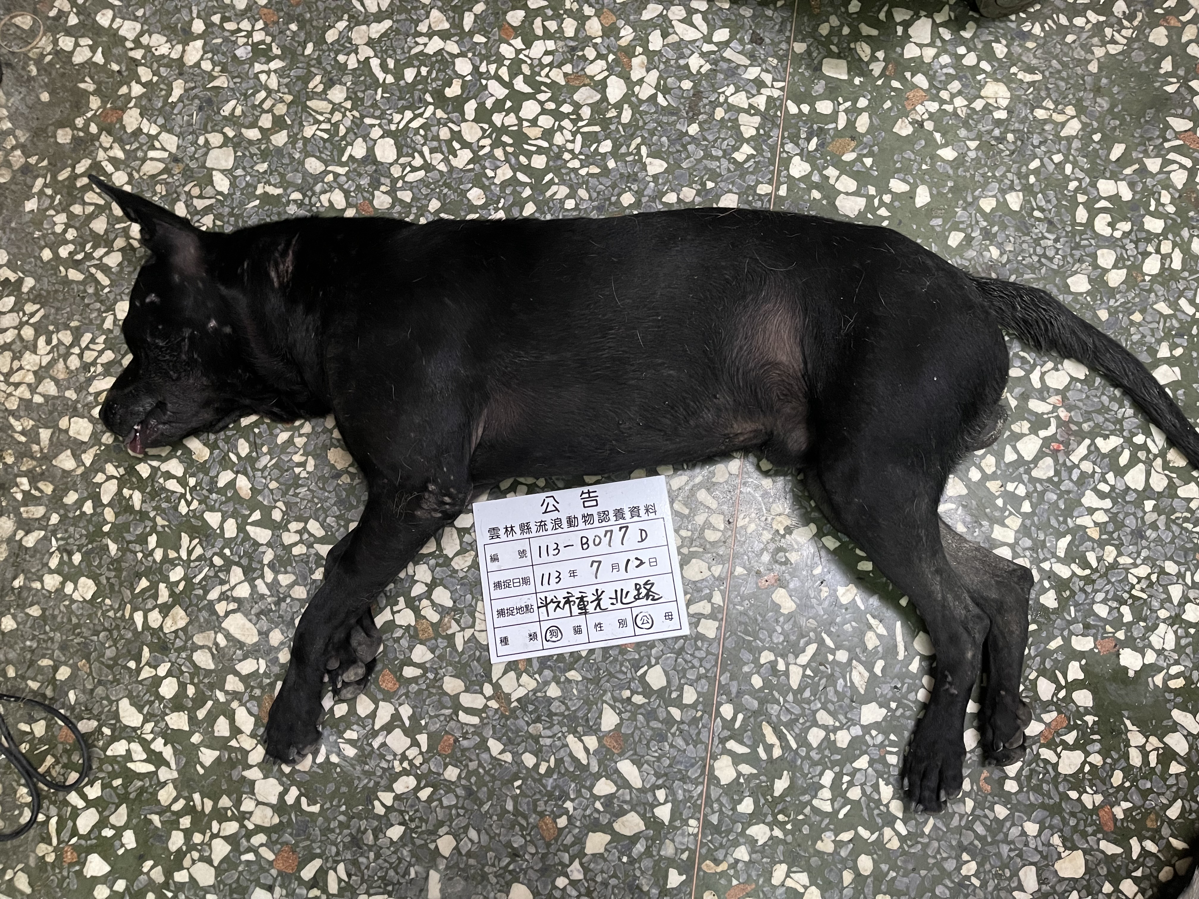 Chien croisé mâle adulte (noir), Grand, refuge n° …077D