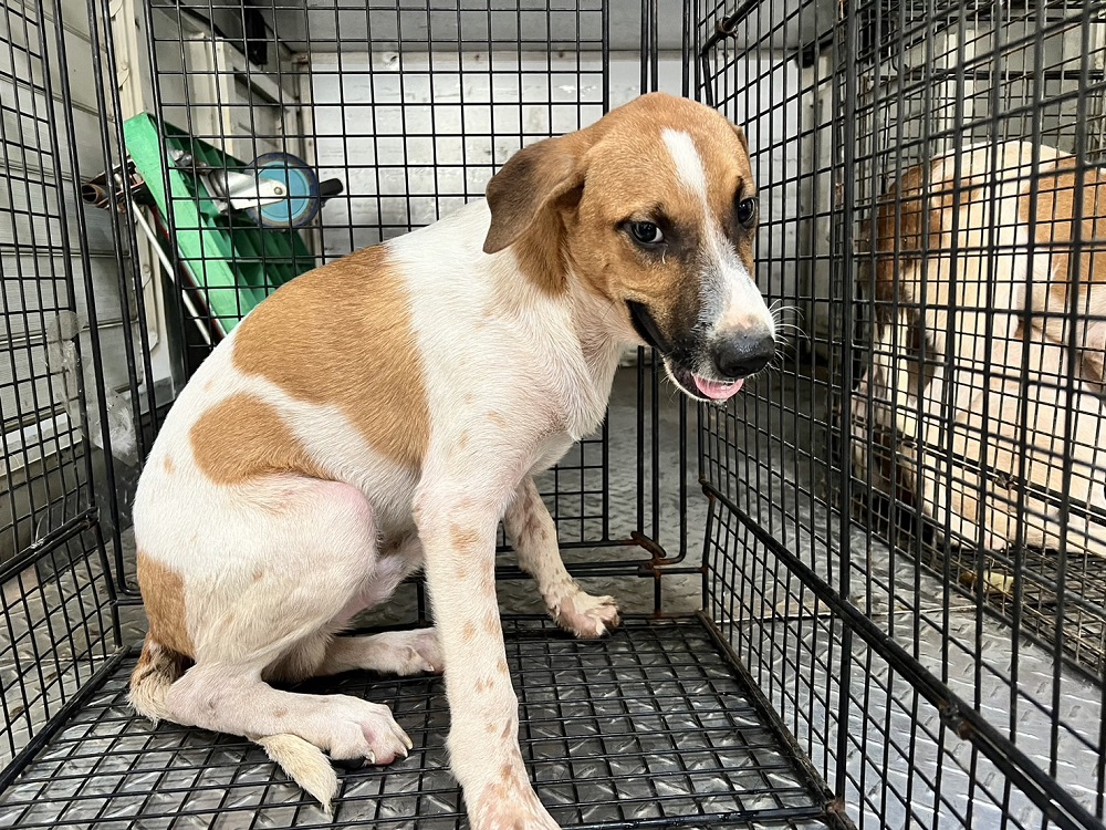 Tan-and-white adult male mixed-breed dog, Medium, shelter no. …9003