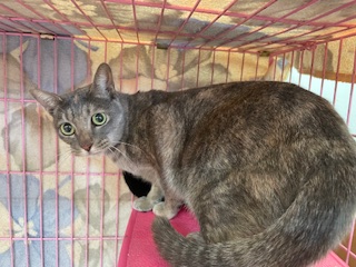 ミックス猫(メス・成猫・茶とトラ)、中型, 施設番号 …1306