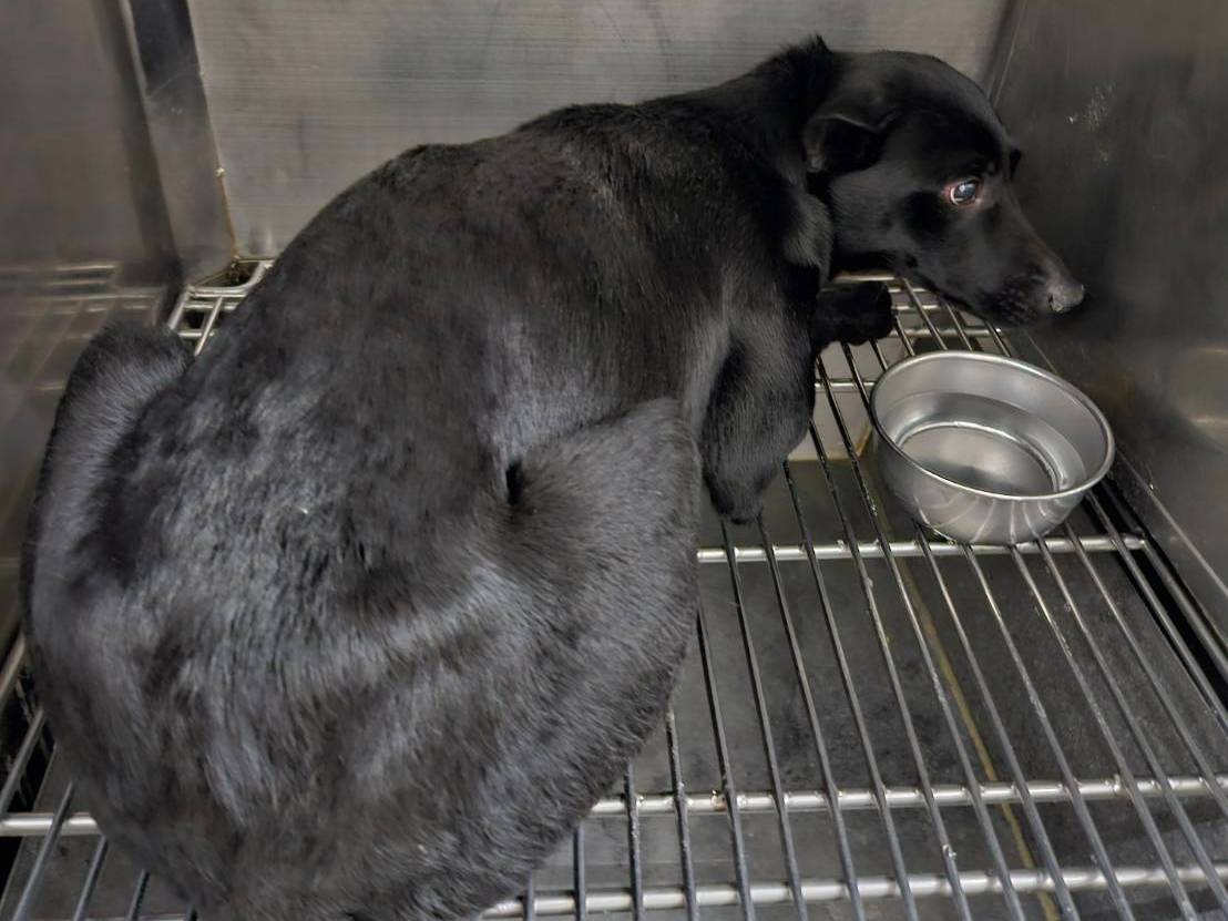 Black adult female mixed-breed dog, Medium, shelter no. …0202