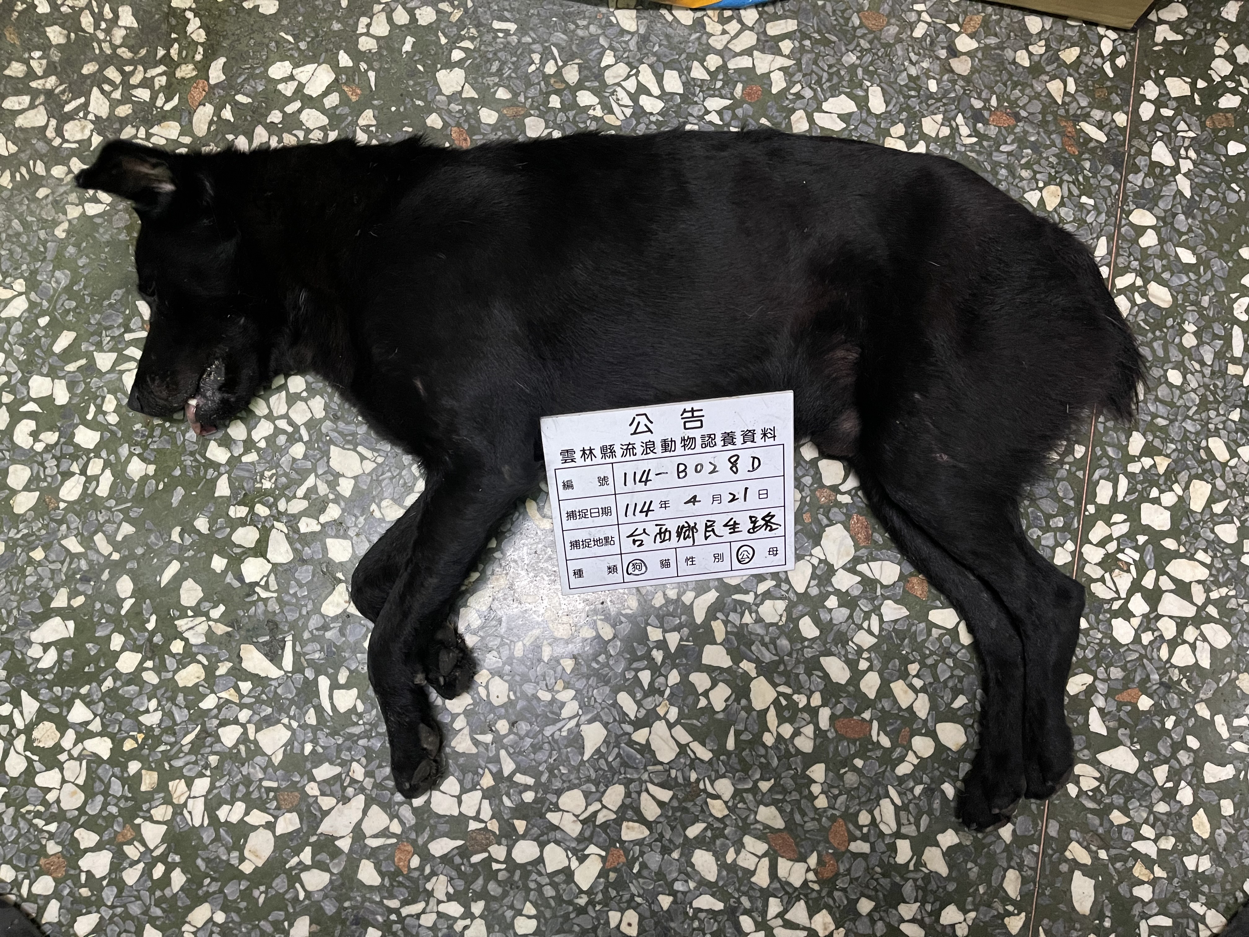 Chien croisé mâle adulte (noir), Grand, refuge n° …028D