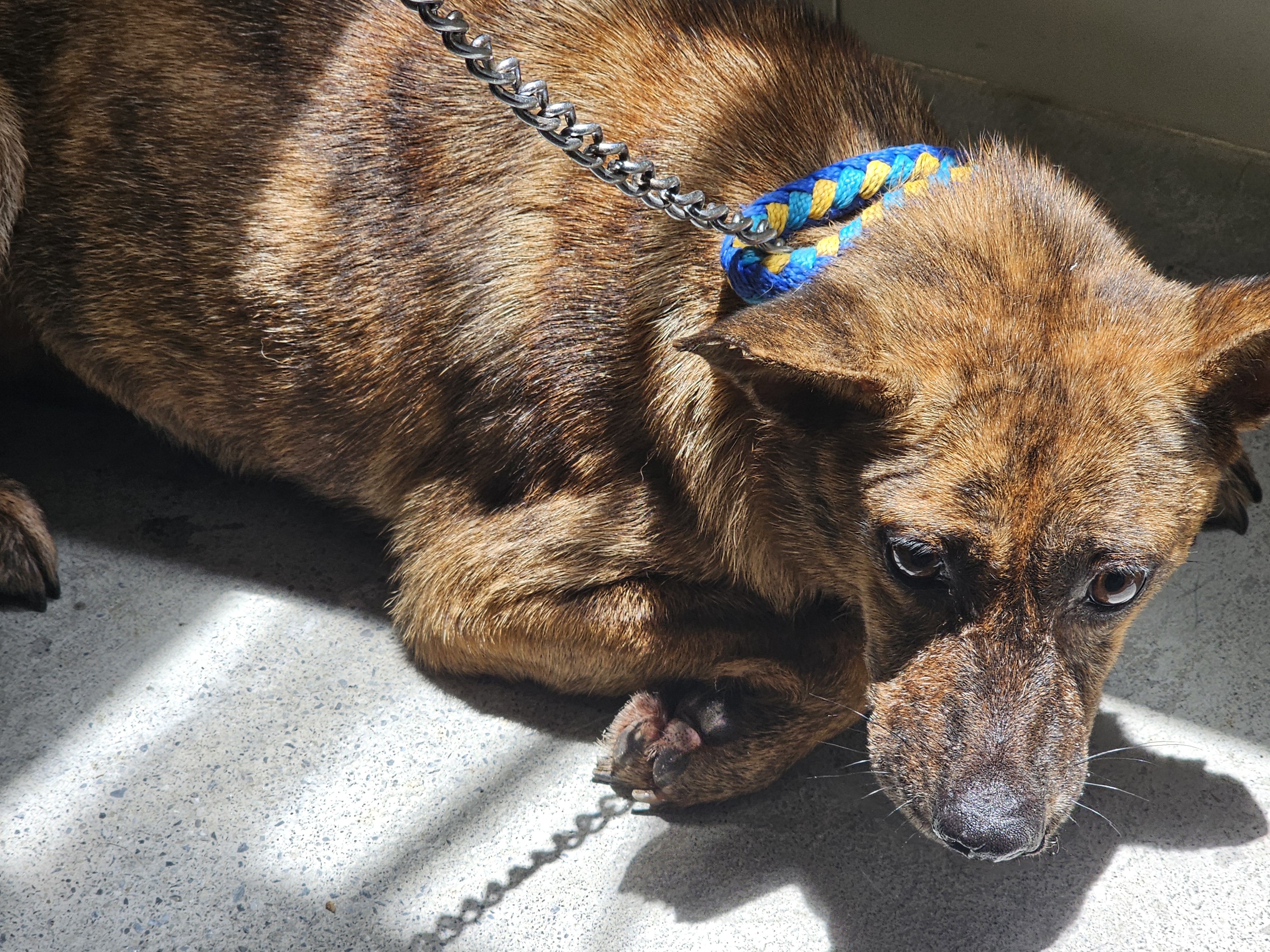 Tabby adult female mixed-breed dog, Medium, shelter no. …1405