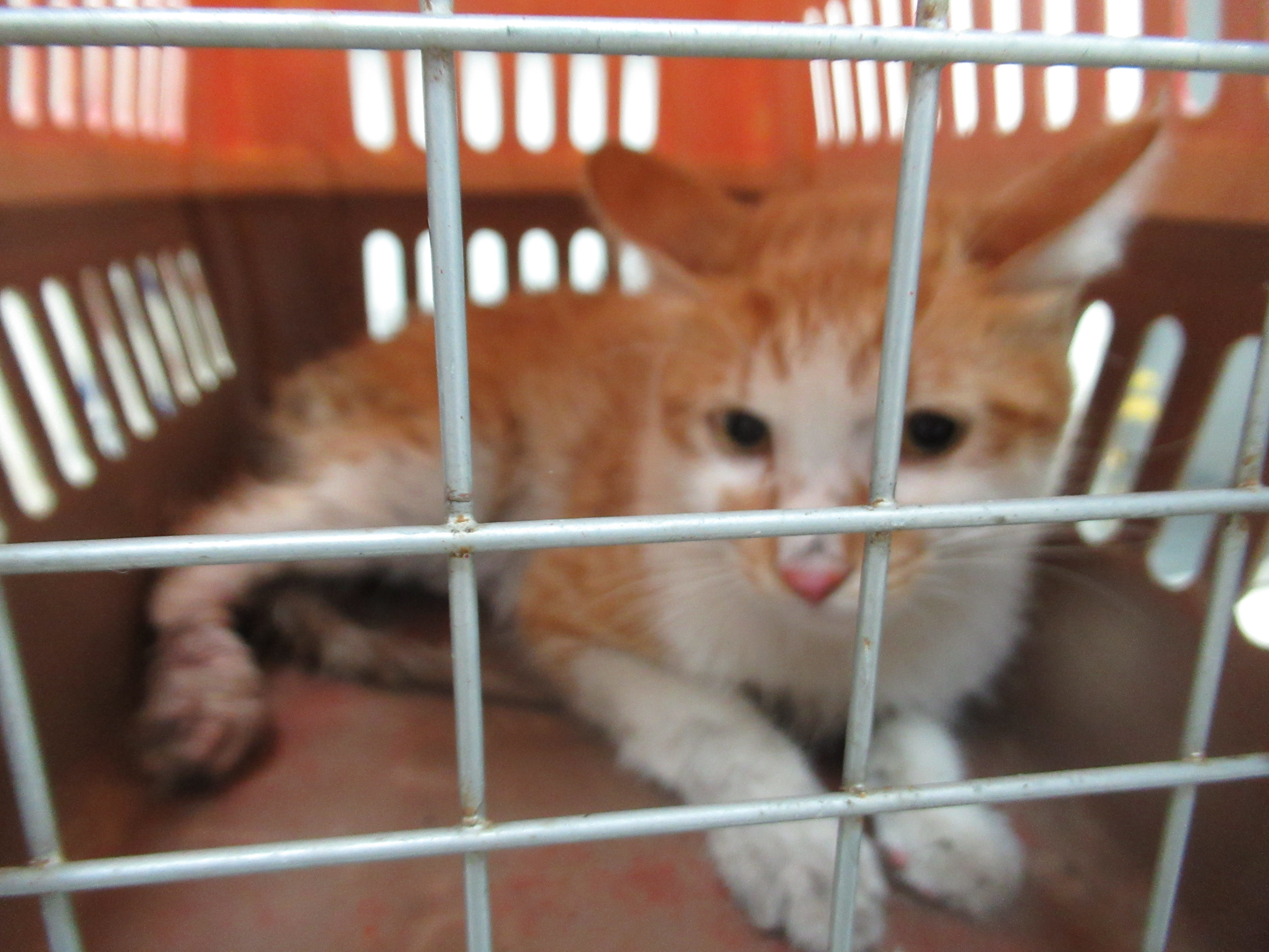 ミックス猫(オス・成猫・茶と白)、中型, 施設番号 …0003