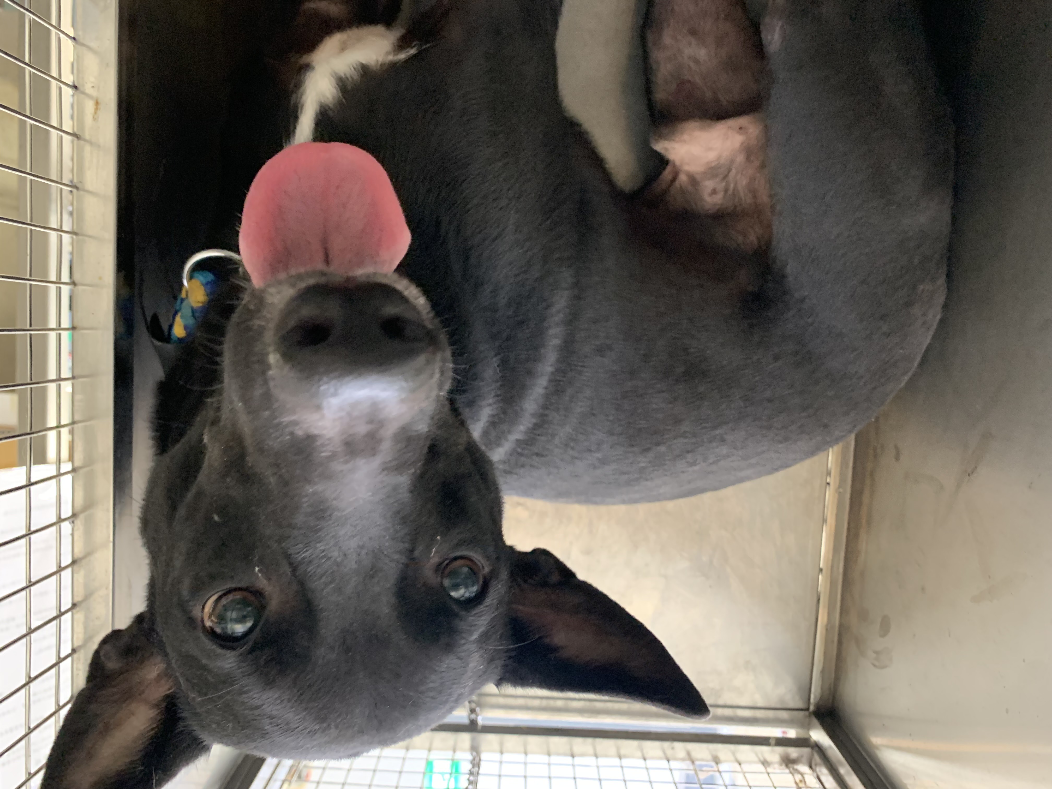 Black-and-white adult male mixed-breed dog, Medium, shelter no. …0405