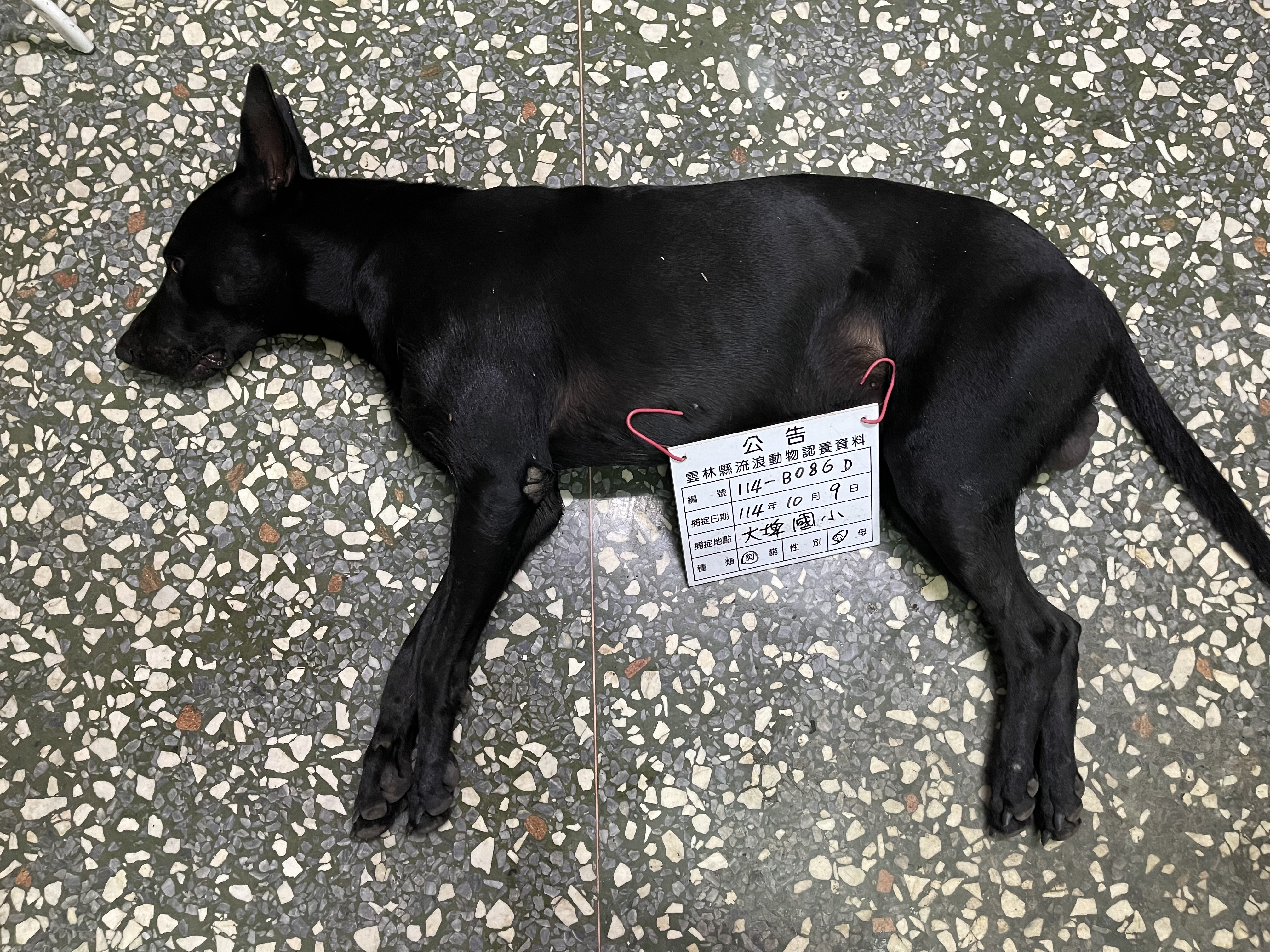 Black adult male mixed-breed dog, Large, shelter no. …086D