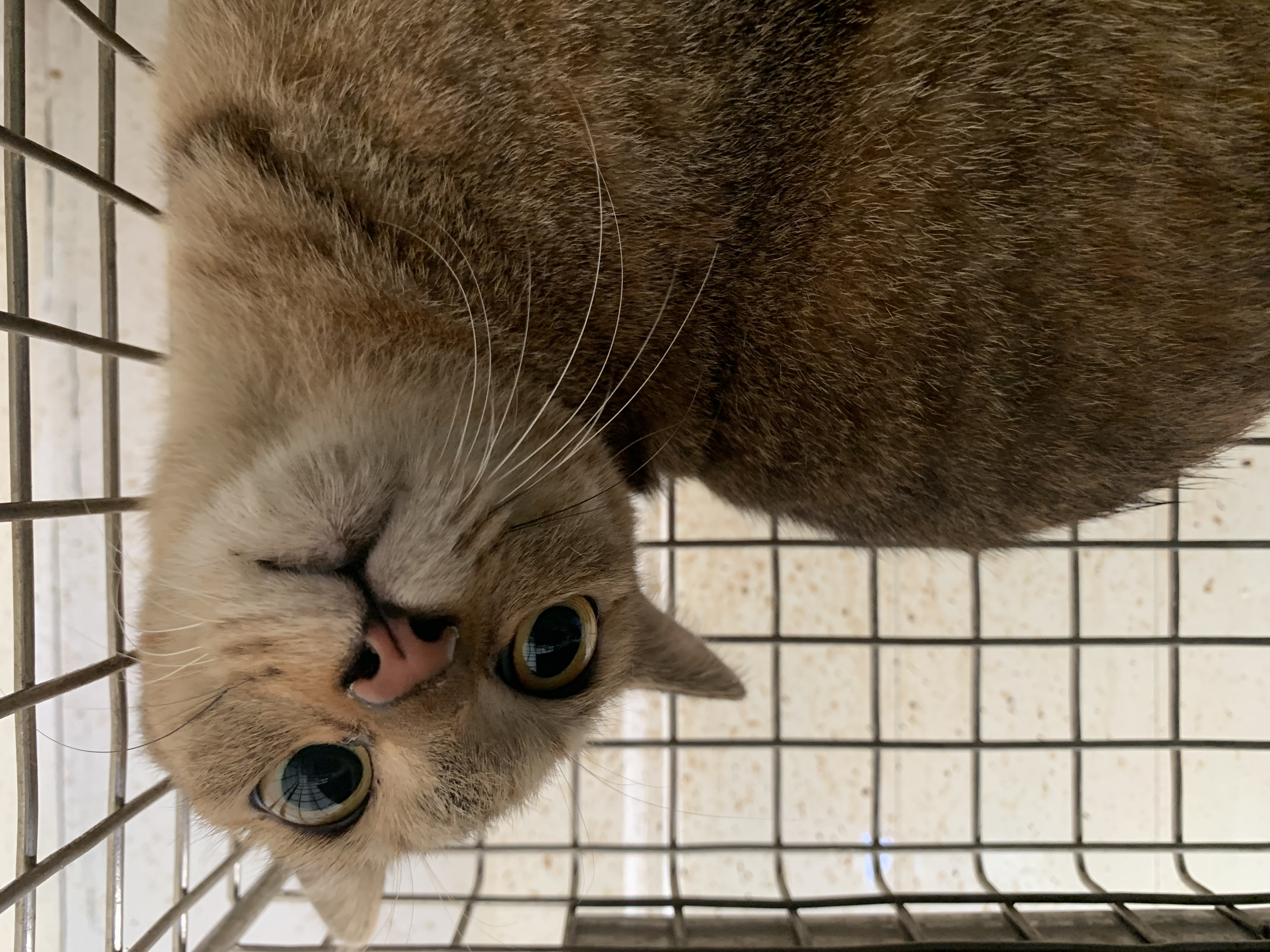 Tabby adult female mixed-breed cat, Small, shelter no. …1806