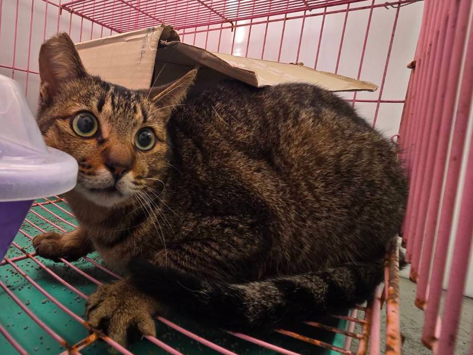 Pusang halo ang lahi (Babae, Matanda na, may guhit), Katamtaman, blg. ng shelter …0702