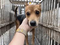 Perro mestizo macho adulto (negro y canela), Mediano, refugio n.º …6001