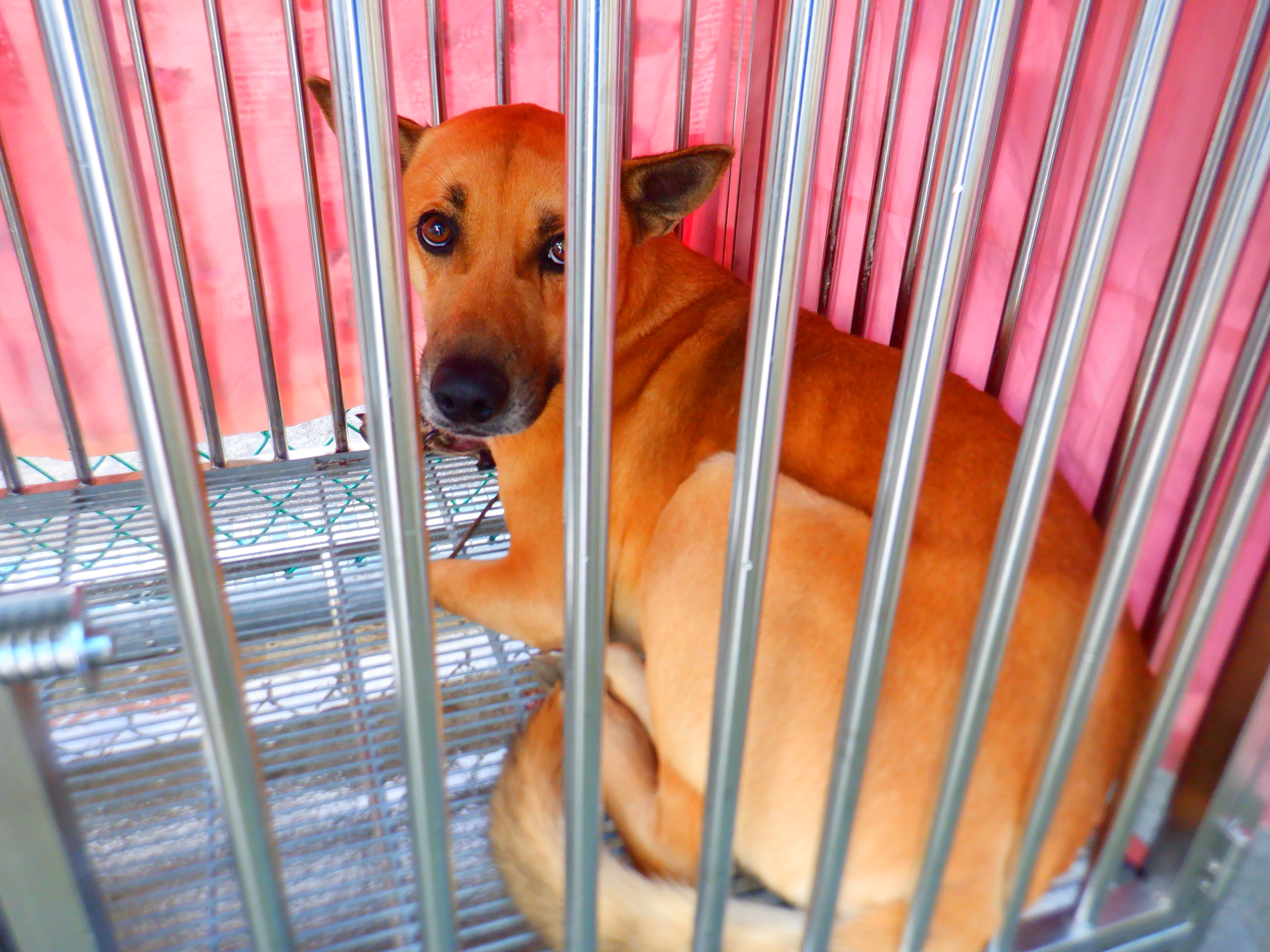 Perro mestizo macho adulto (canela), Mediano, refugio n.º …4795