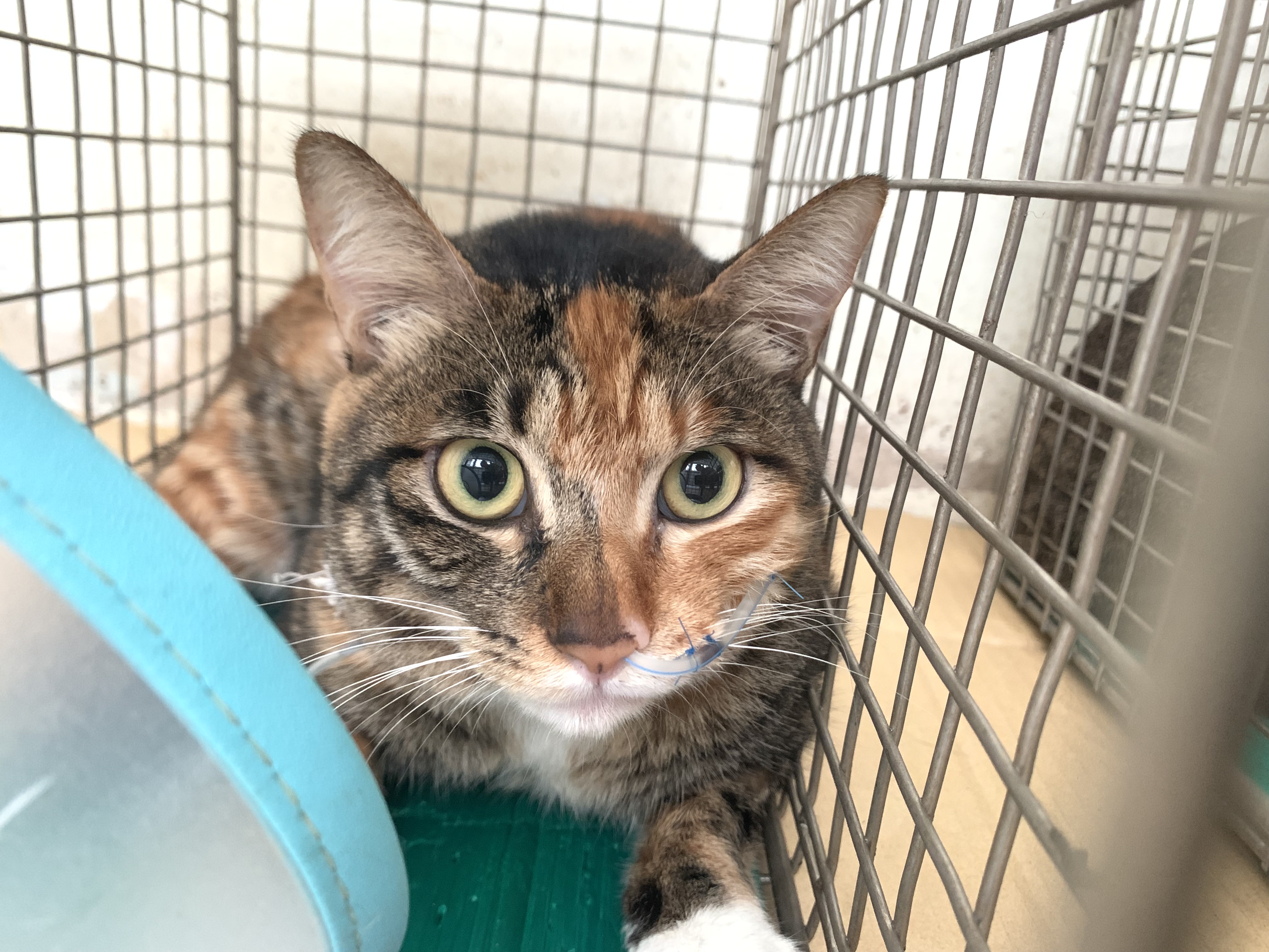 ミックス猫(メス・成猫・三毛)、小型, 施設番号 …0606