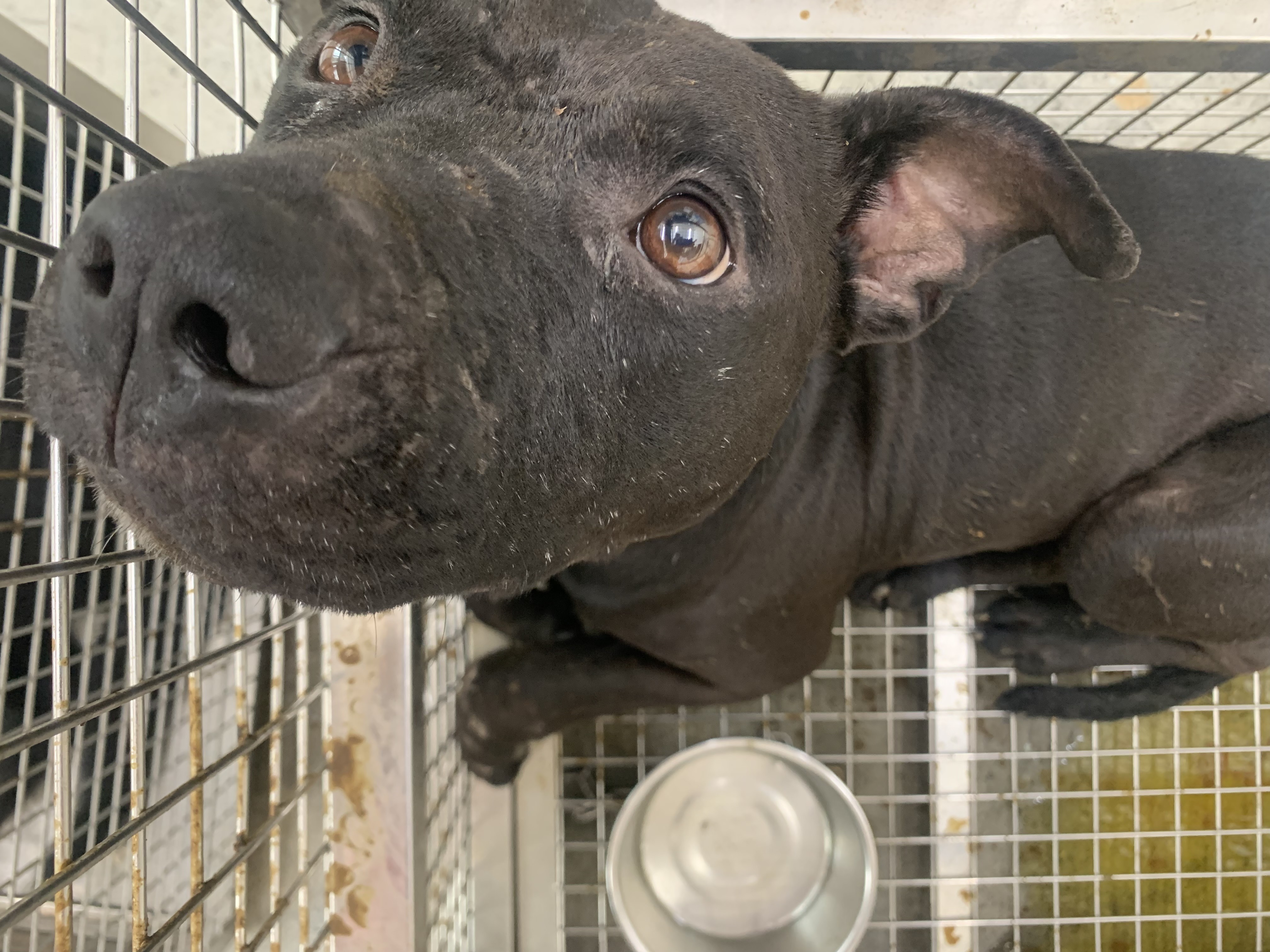 Black adult male mixed-breed dog, Medium, shelter no. …1004