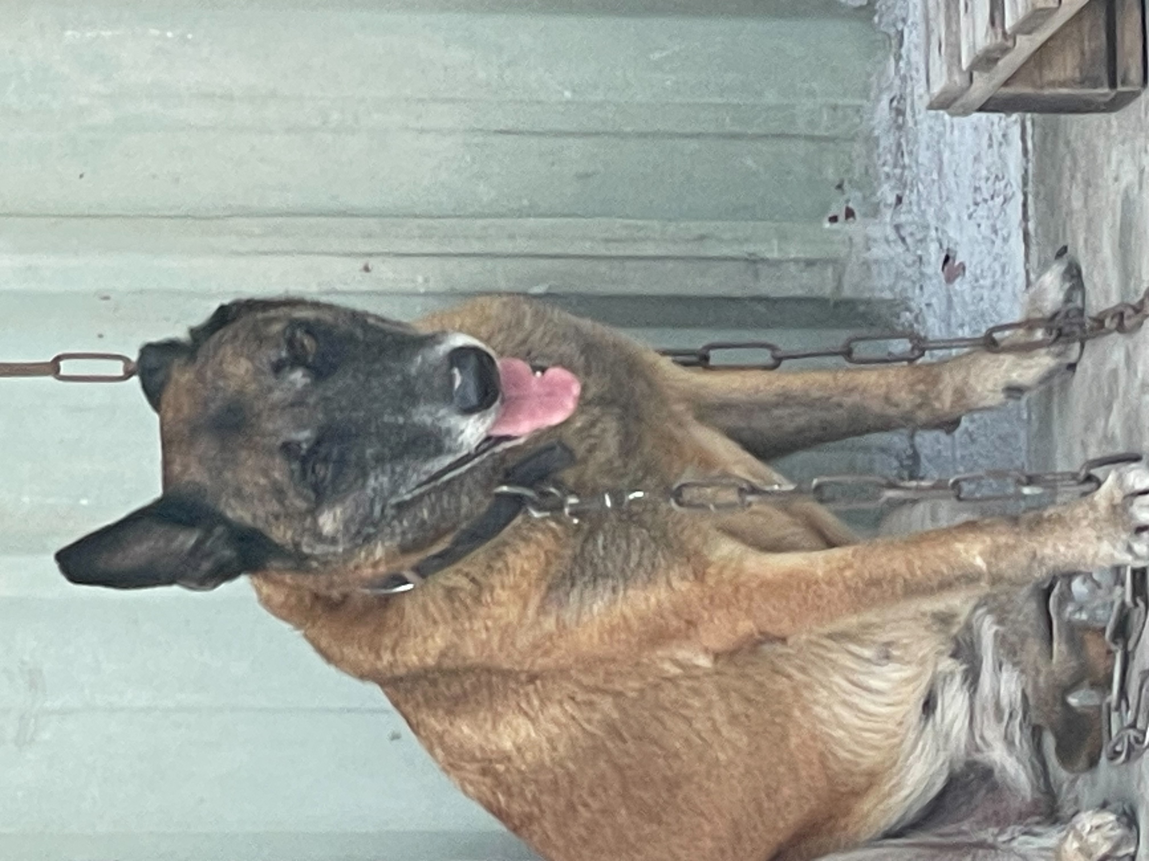 Black-and-tan adult female mixed-breed dog, Large, shelter no. …1002