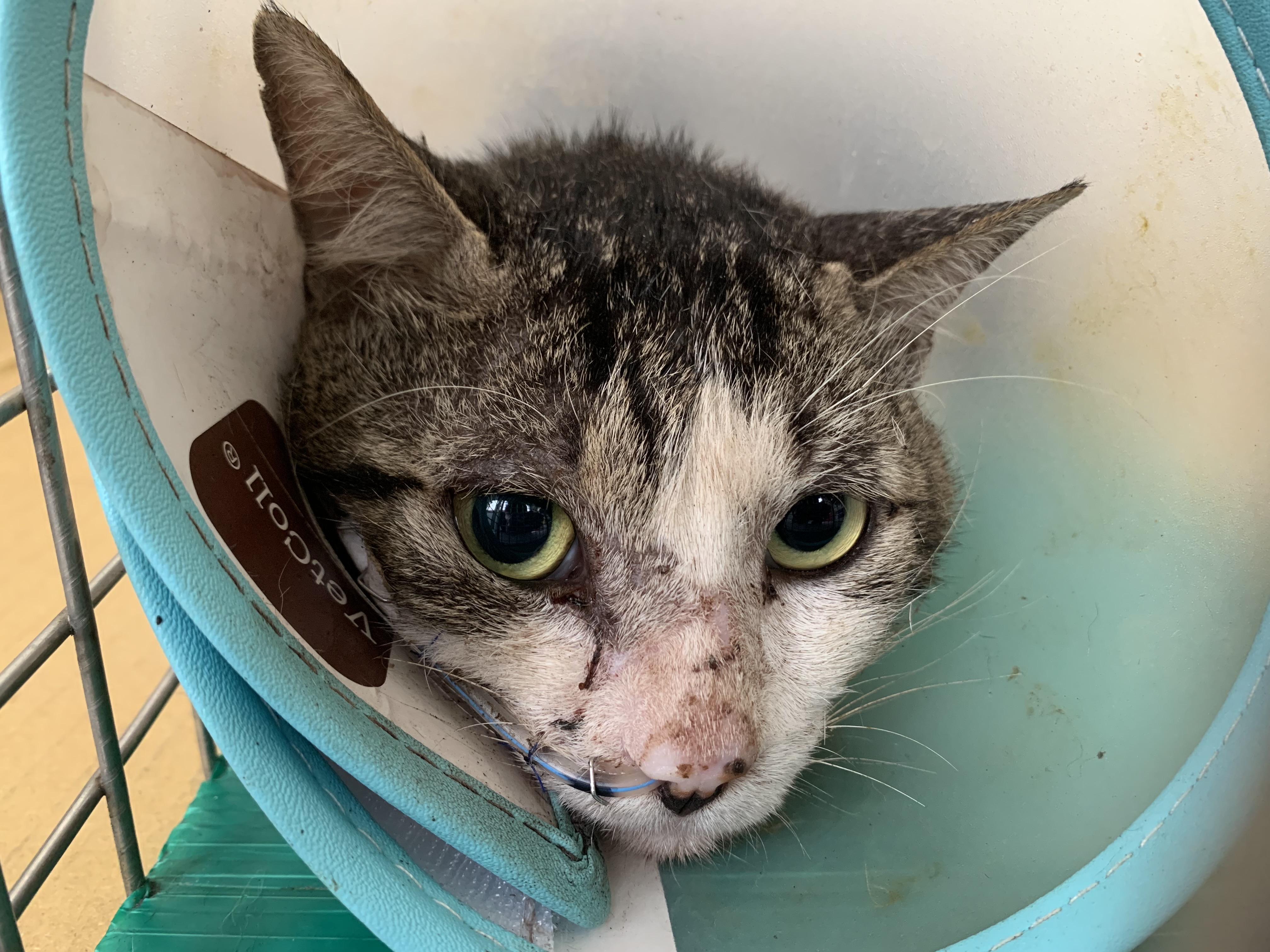 Pusang halo ang lahi (Lalaki, Matanda na, may guhit at puti), Maliit, blg. ng shelter …2604