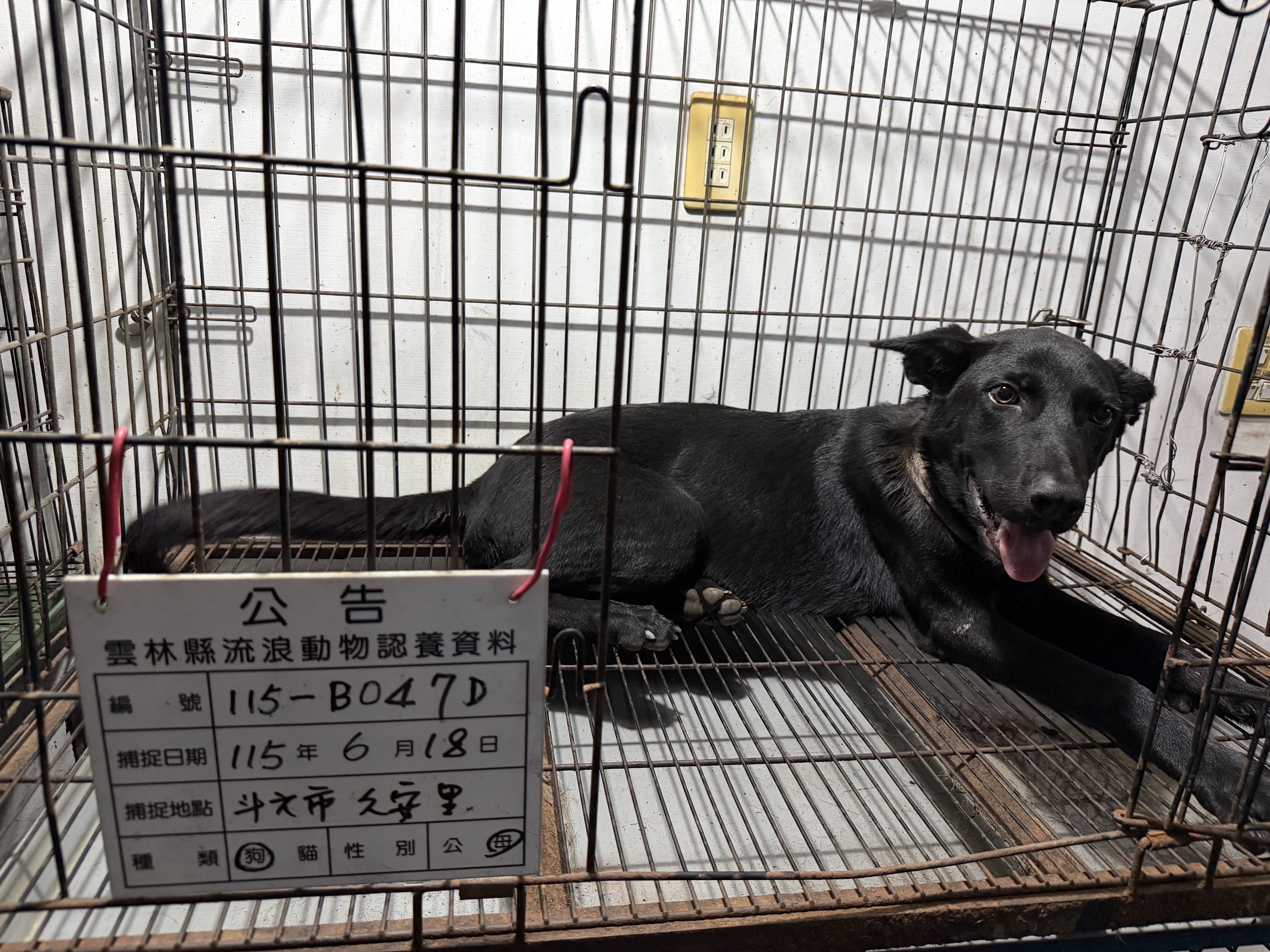 黑色成年母混种犬，大型, 收容编号 …047D