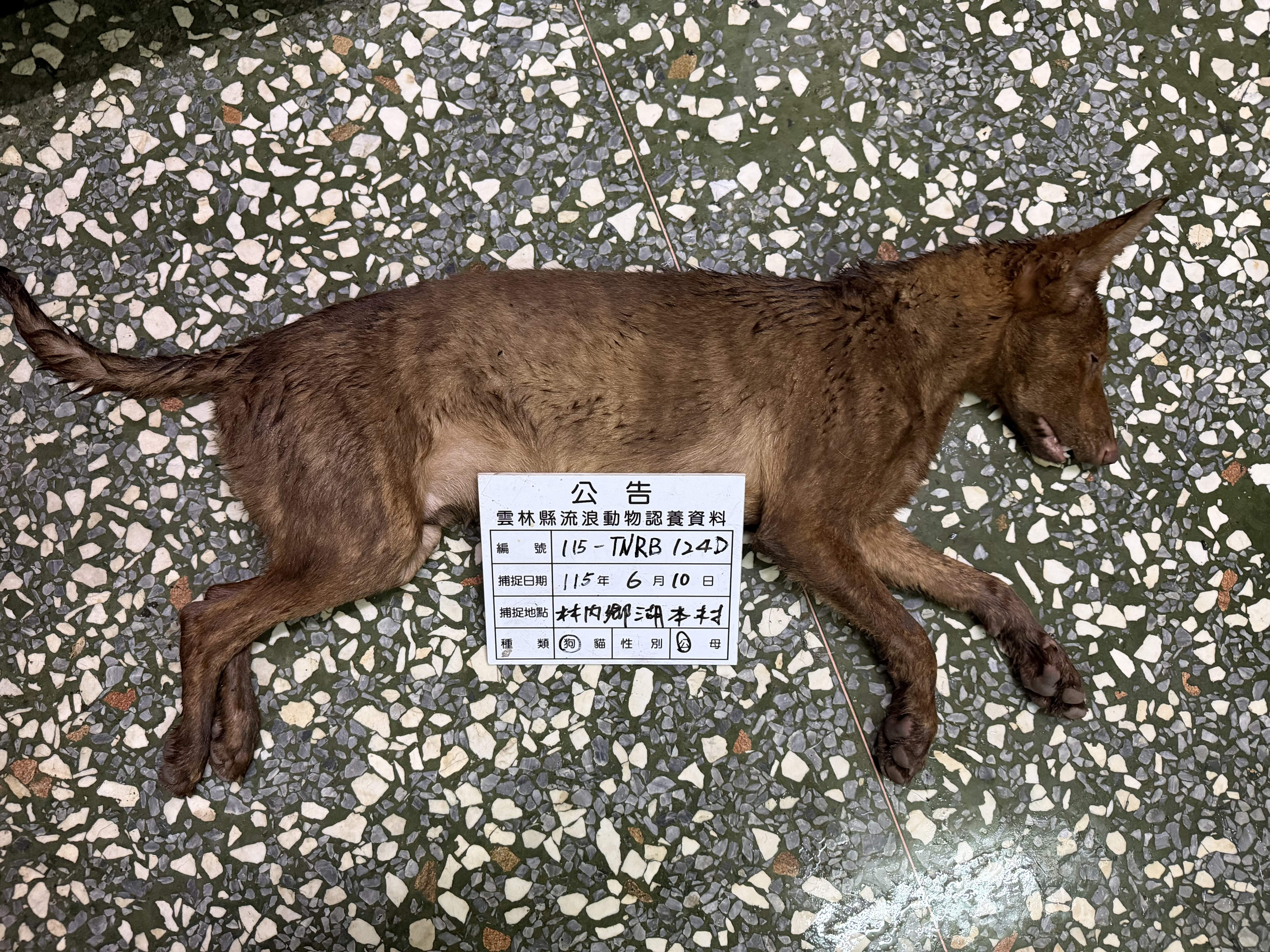 黑棕色成年公混种犬，大型, 收容编号 …124D