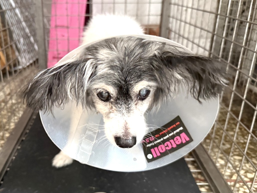 Patched adult male Papillon, Small, shelter no. …22W8
