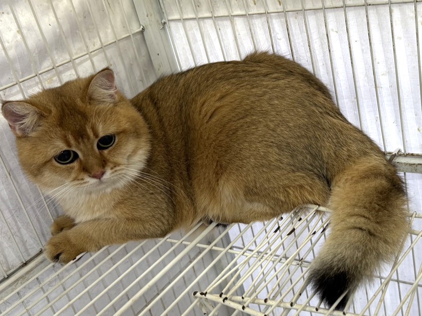 Orange adult male British Shorthair, Small, shelter no. …02C4