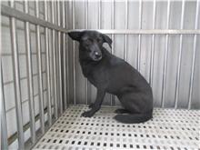 Black adult female mixed-breed dog, Medium, shelter no. …1536