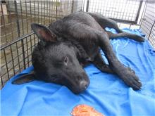 Chien croisé mâle adulte (noir), Moyen, refuge n° …6008