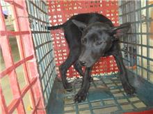 Chienne croisée femelle adulte (noir), Petit, refuge n° …4003