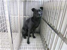 Black male mixed-breed dog, Medium, shelter no. …1297