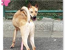 ミックス犬（オス・成犬・黒と茶）、中型, 施設番号 …2003