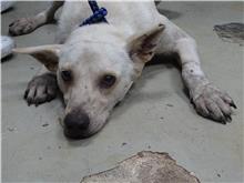 White adult female mixed-breed dog, Medium, shelter no. …0110