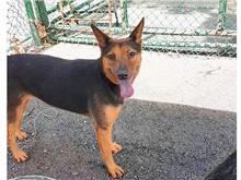 Black-and-brown adult female mixed-breed dog, Medium, shelter no. …2108