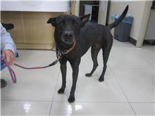 ミックス犬(オス・成犬・黒)、中型, 施設番号 …2901